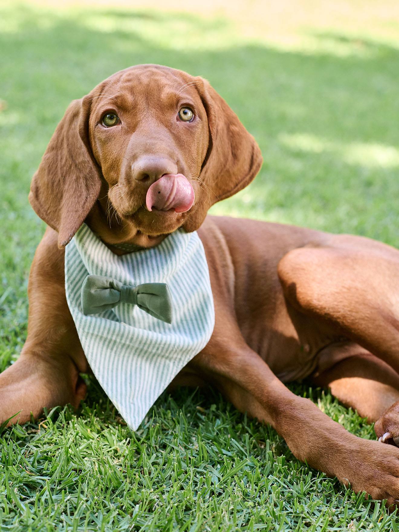 Gestreiftes Hunde-Bandana aus Baumwolle salbeigrün Gr. L von vertbaudet