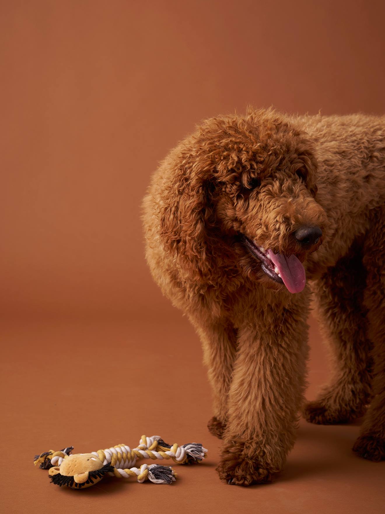 Thumbnail - Hundespielzeug Löwe mit Seil