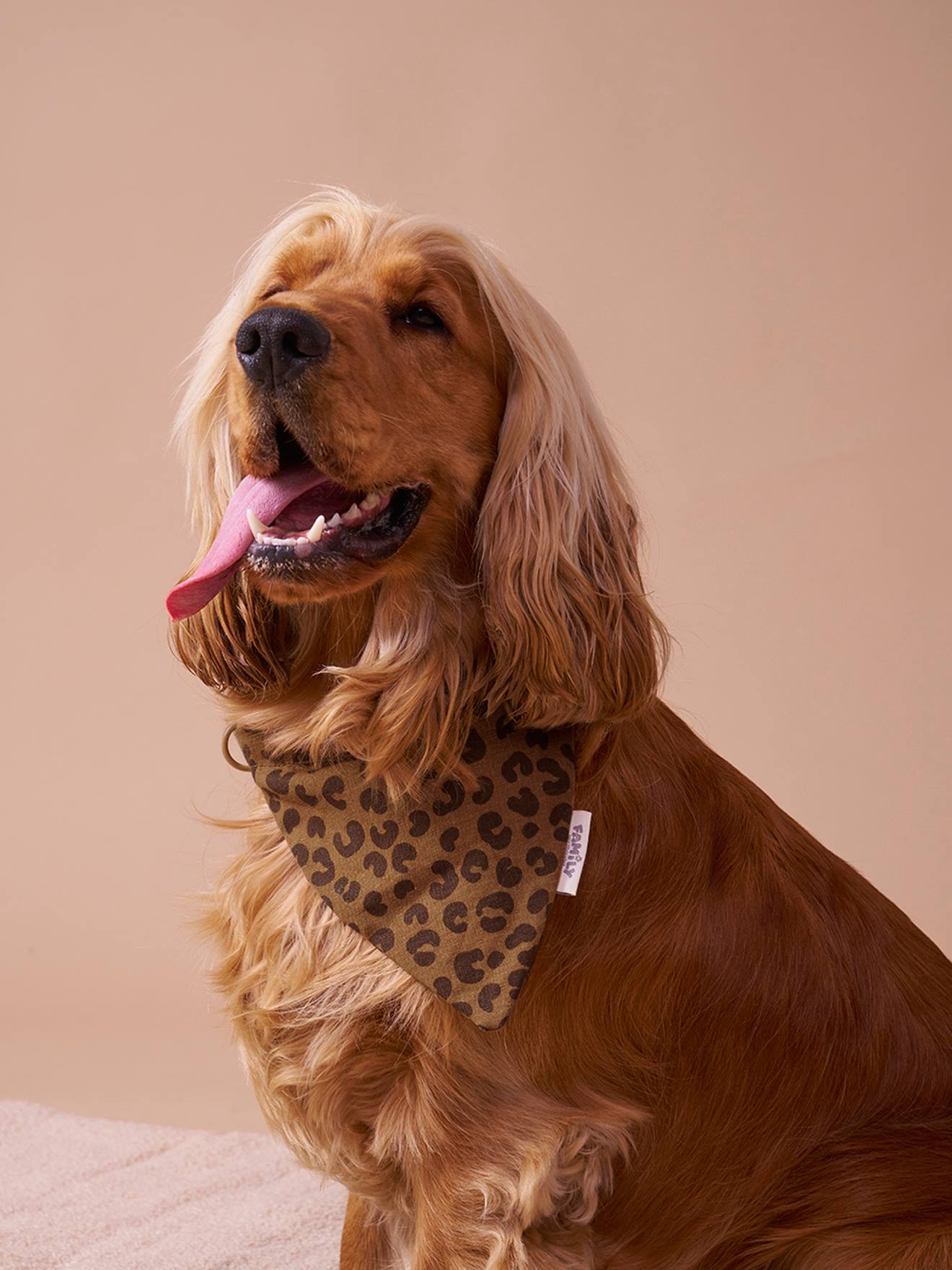 Bandana-Hundehalsband FAMILY, Leo-Capsule braun Gr. L/XL von vertbaudet