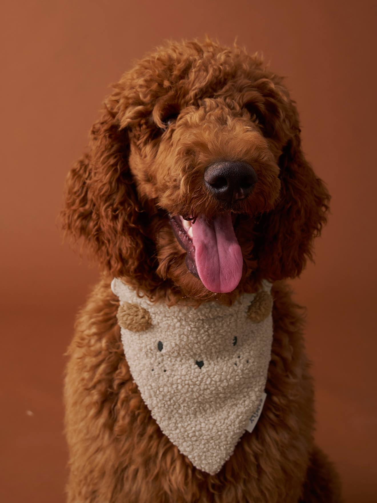 Hundehalsband mit integriertem Bandana