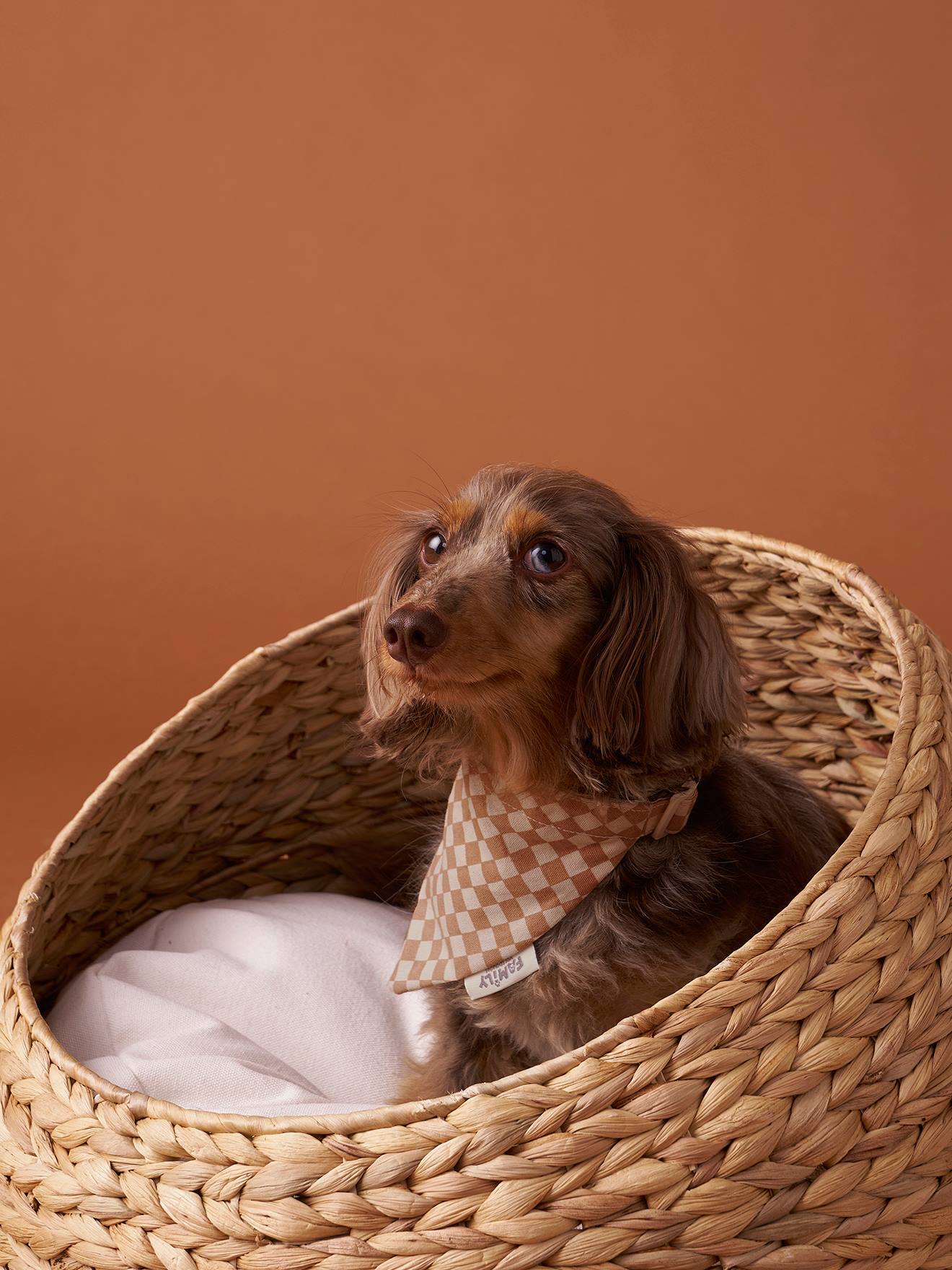 Hundehalsband mit integriertem Bandana und Karomuster