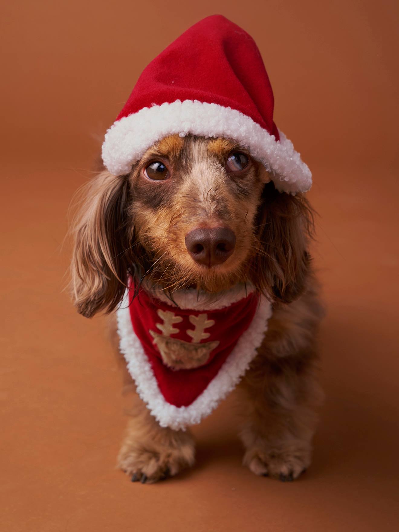 Hundehalsband mit Bandana & Mütze, Weihnachts-Capsule rot Gr. S/M von vertbaudet