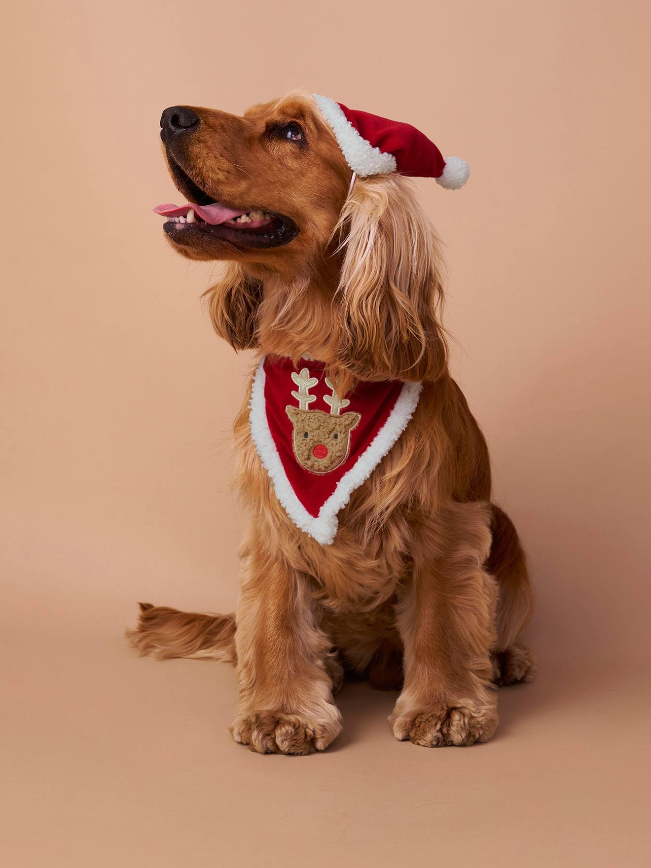Thumbnail - Hundehalsband mit Bandana und Mütze